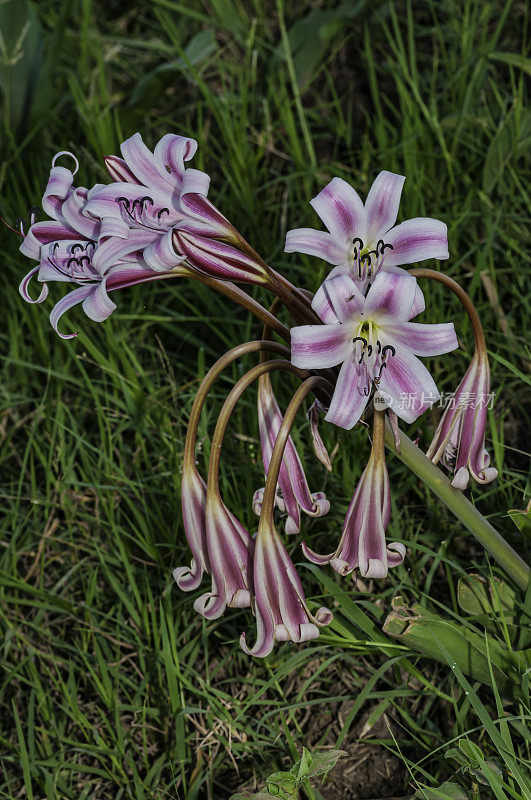 来自肯尼亚马赛马拉的Pyjama Lily, Crinum macowanii。石蒜科。